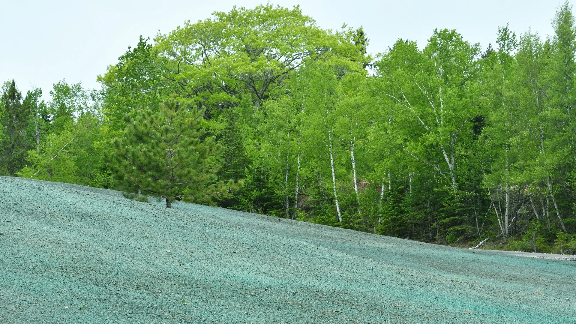 Hydroseeding vs New Lawn Seeding - Which Option Is Better?