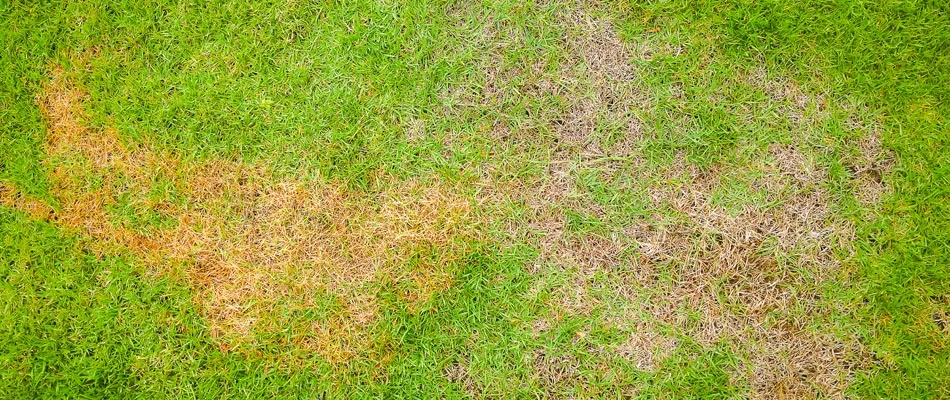 Brown patches in a lawn in Crooks, SD.