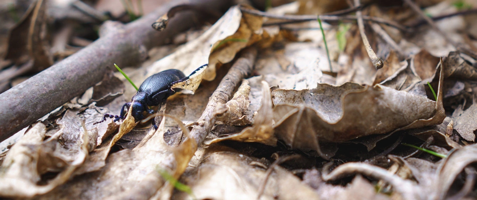 Bug crawling over leaf pile in a lawn in Ellis, SD.