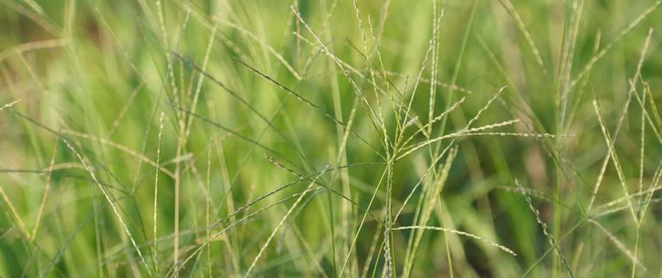 Crabgrass weeds invading a lawn in Lennox, SD.