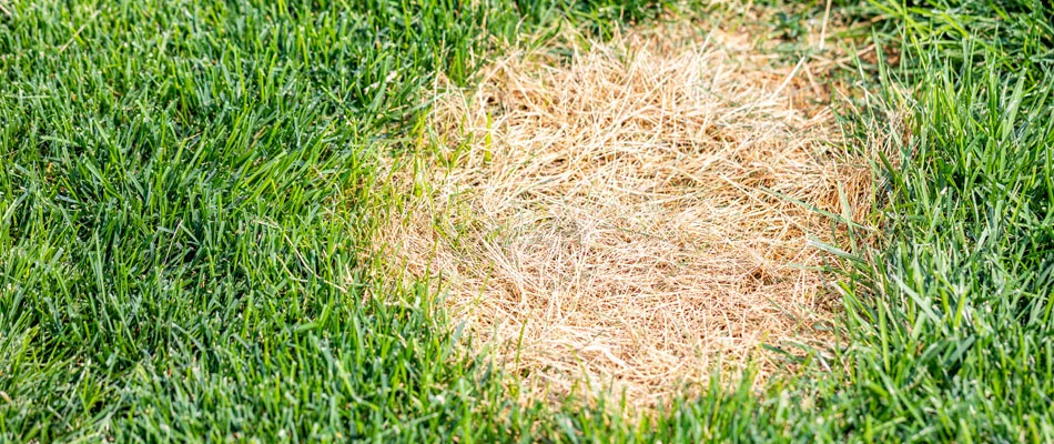 Dollar spot lawn disease found in a lawn in Sioux Falls, SD.