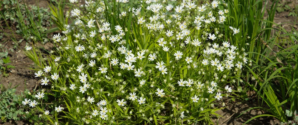 Field pennycress weeds in a lawn in Crooks, SD.