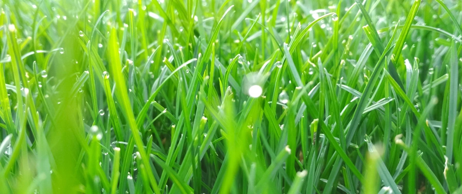 Strong grass blades in a lawn in Hartford, SD.