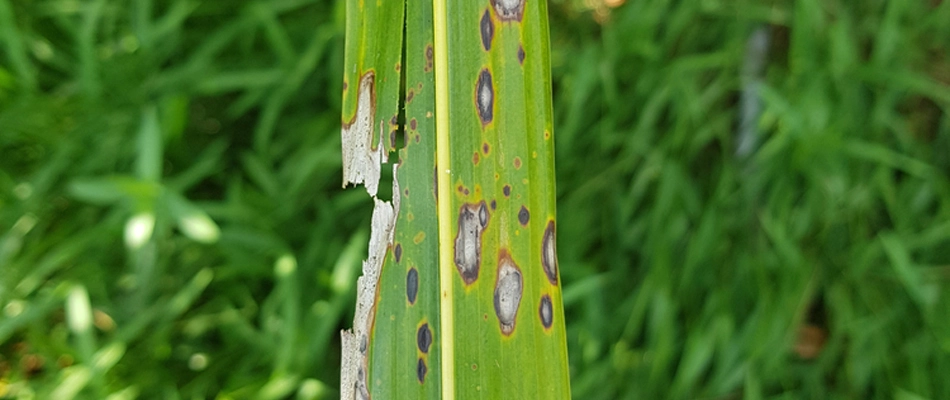 Gray leaf spot diseased in lawn in Ellis, SD.