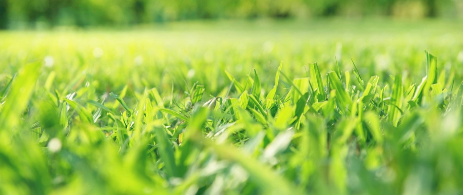 Lawn after being serviced in Tea, SD.