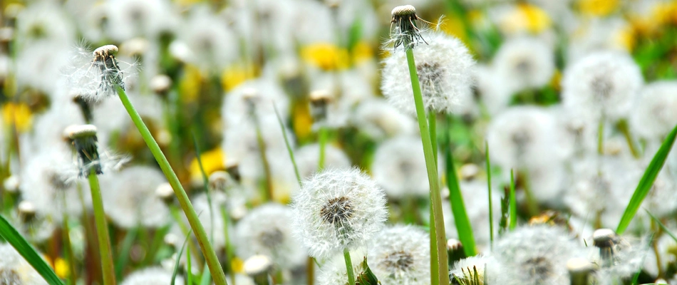 Lawn filled with dandelion weeds in Ellis, SD.