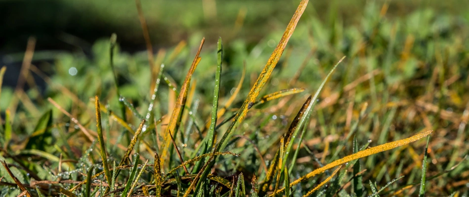 A lawn with rust disease in Sioux Falls, SD.