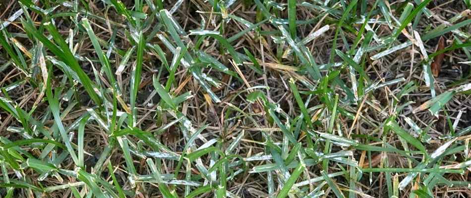 Powdery mildew in a lawn in Harrisburg, SD.