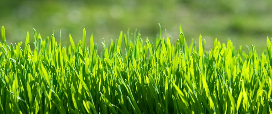 Vibrant grass blades in a lawn after fertilization and aeration services in Sioux Falls, SD.