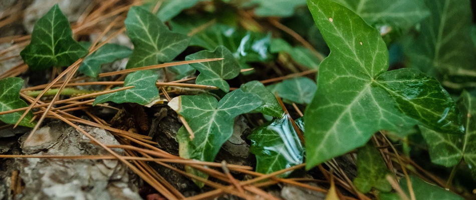 Weeds growing in a landscape bed in Tea, SD.