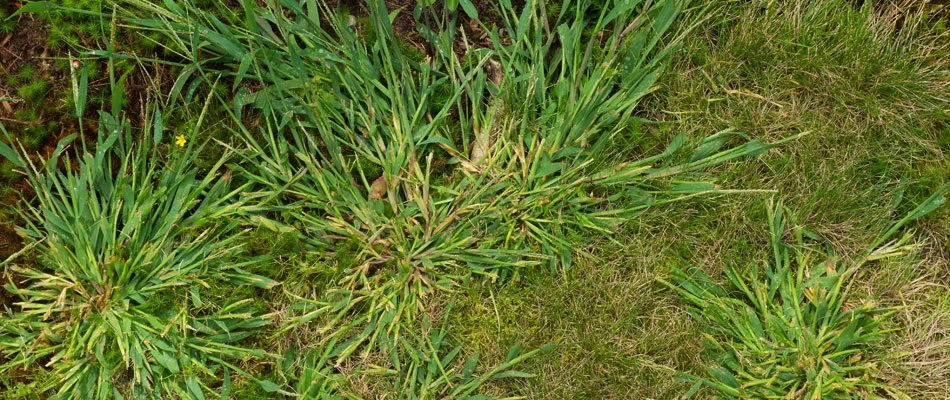 Weeds growing from landscape bed onto lawn in Crooks, SD.