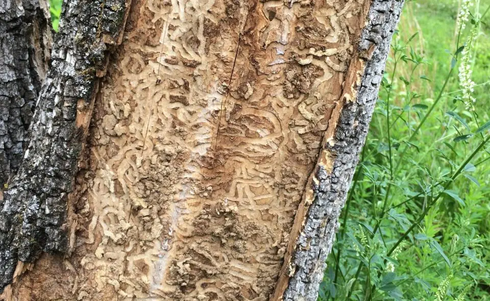 Emerald Ash Damage around Souix Falls,SD