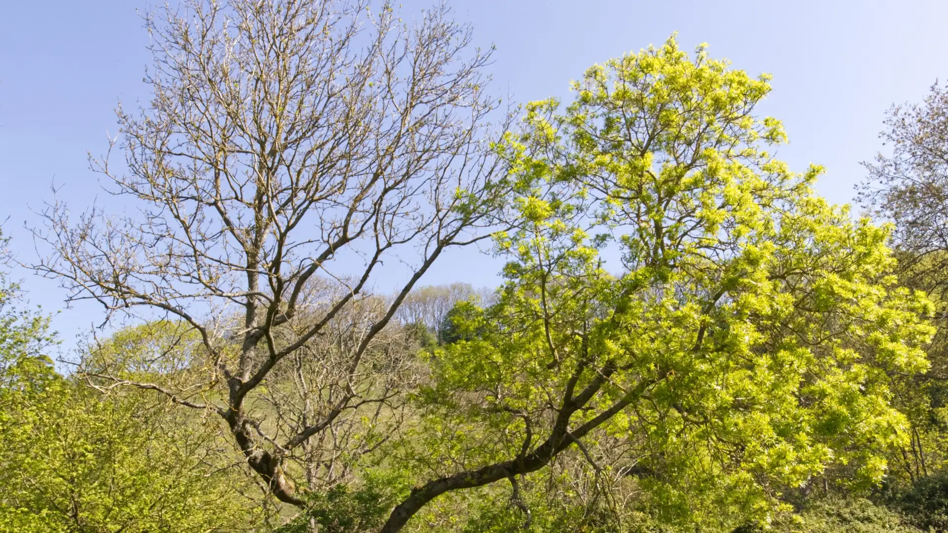 ash dieback in law in Brandon, SD.