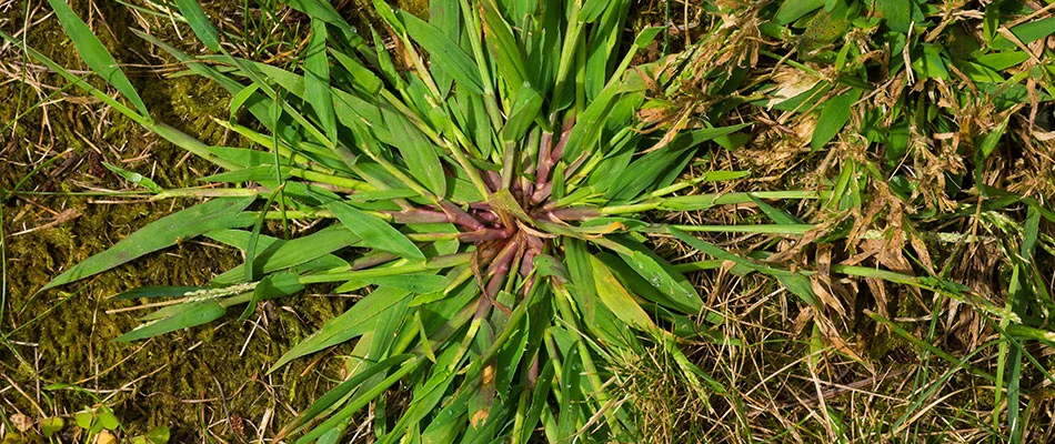 Crab grass weed infecting a lawn in Tea, SD.