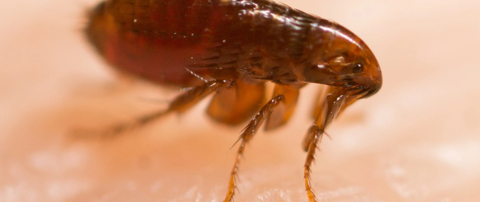 Flea found on homeowner in Harrisburg, SD.