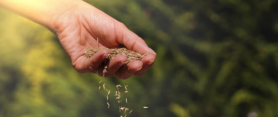 Our lawn care professional spreading seed upon a lawn in Sioux Falls, SD.