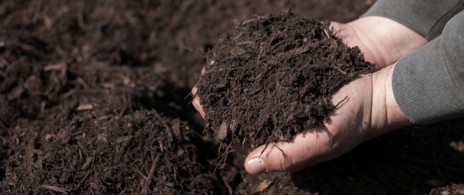 A handful of brown mulch in a professional's hand in Tea, SD.