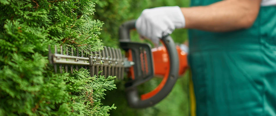 Our landscape professional trimming a hedge near a home in Tea, SD.