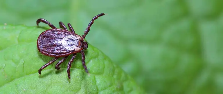 Large tick laying on a leaf in a customer's property in Sioux Falls, SD.