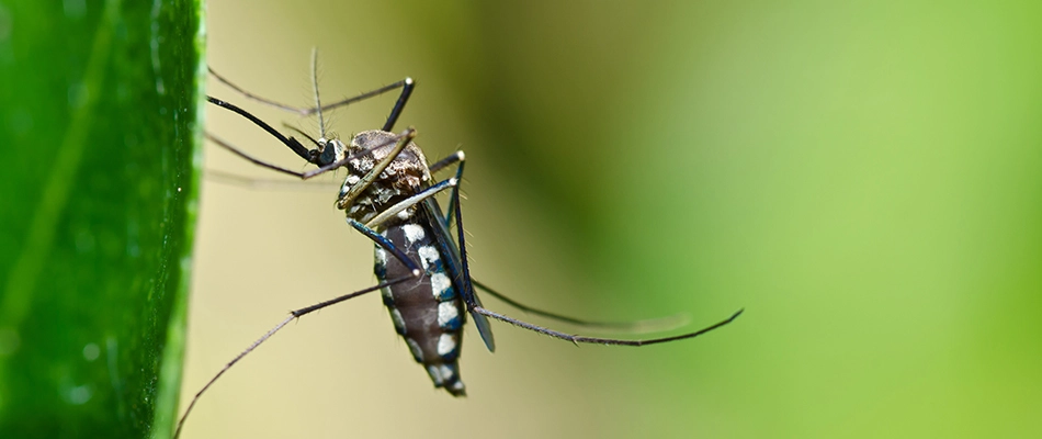 Mosquito landing on a blade of grass in Brandon, SD.