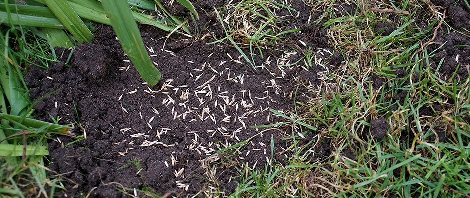 Overseeding a patch in the lawn in Sioux Falls, SD.