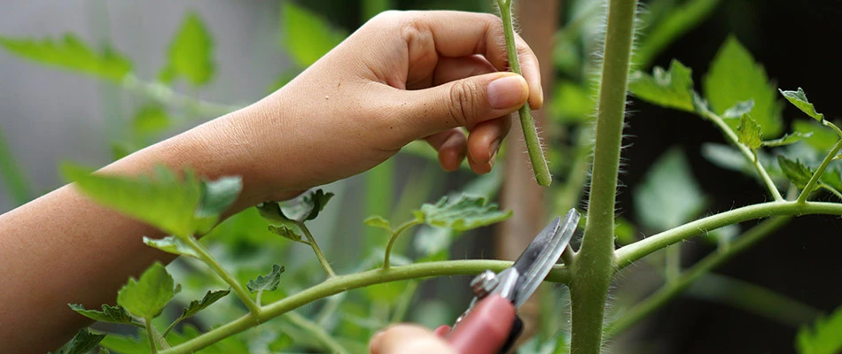 Our plant health professional pruning a plant near a home in Harrisburg, SD.