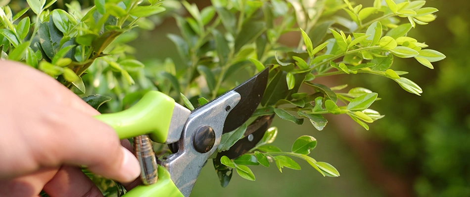 Professional pruning a plant in Brandon, SD.