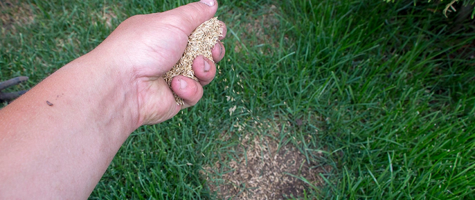 Professional overseeding a lawn in Sioux Falls, SD.