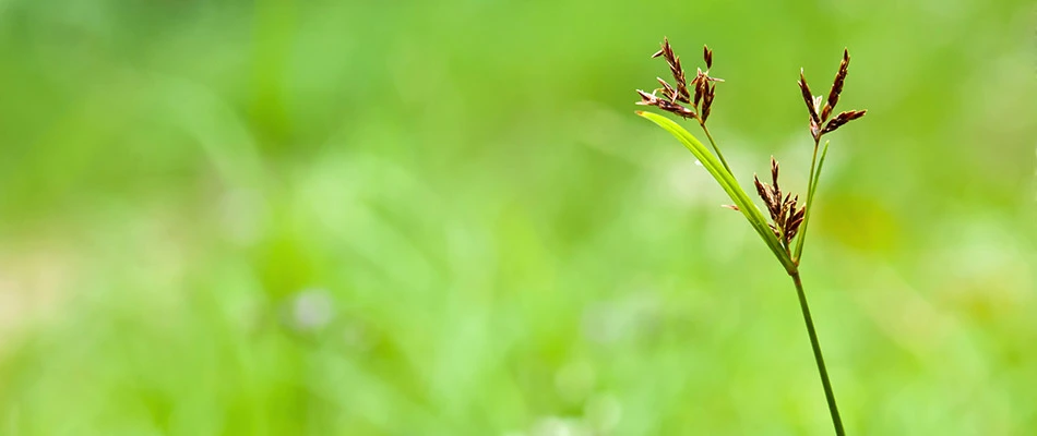 A single weed growing in a landscape bed by a home in Harrisburg, SD.