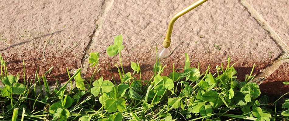 Our weed control specialist spraying weeds in a landscape bed by a home in Sioux Falls, SD.