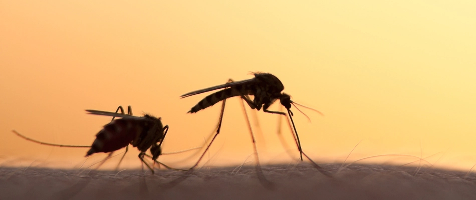 Two mosquitoes on homeowner's arm in Tea, SD.