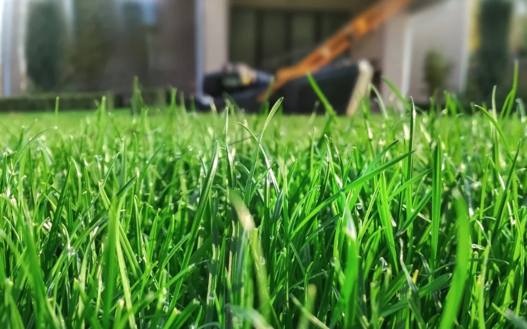 How to Care For Your Lawn After an Overseeding Service