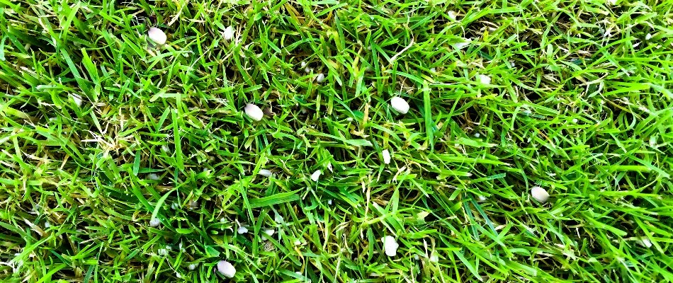 Blog Granular Fertilizer On Lawn